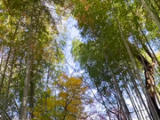 292MY-989 松下ゆきね1 (那賀崎ゆきね) - 3of5