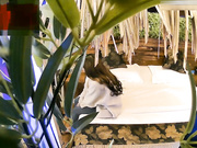 精品小旅馆绿叶房偷拍B哥哥放假和女朋友开房啪啪哥的腰力不错干得猛