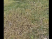 露出系网红@风筝断了线 老人前的露出作品和集