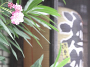 [STAR-829] 和鸳鸯夫妇经营的料理店的常客成为情夫的女主人 紗倉まな - 1of5