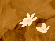 [JUX-039] 人妻アナル競売 黒沢那智【破解+原档】 - 1of5